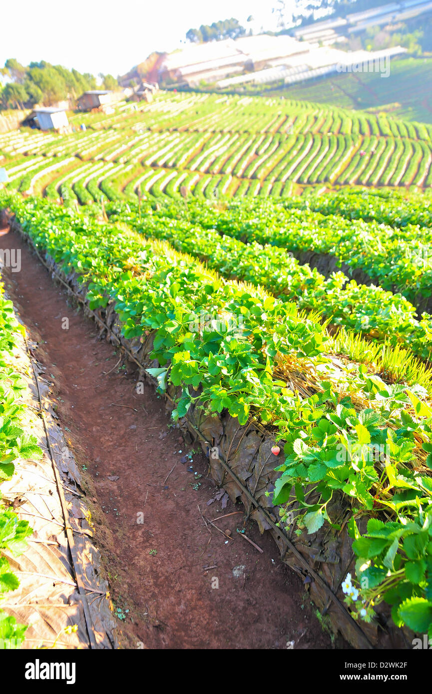 Beau paysage et de fraises fraîches à la ferme de montagne doi angkhang, Chiangmai : Thaïlande Banque D'Images