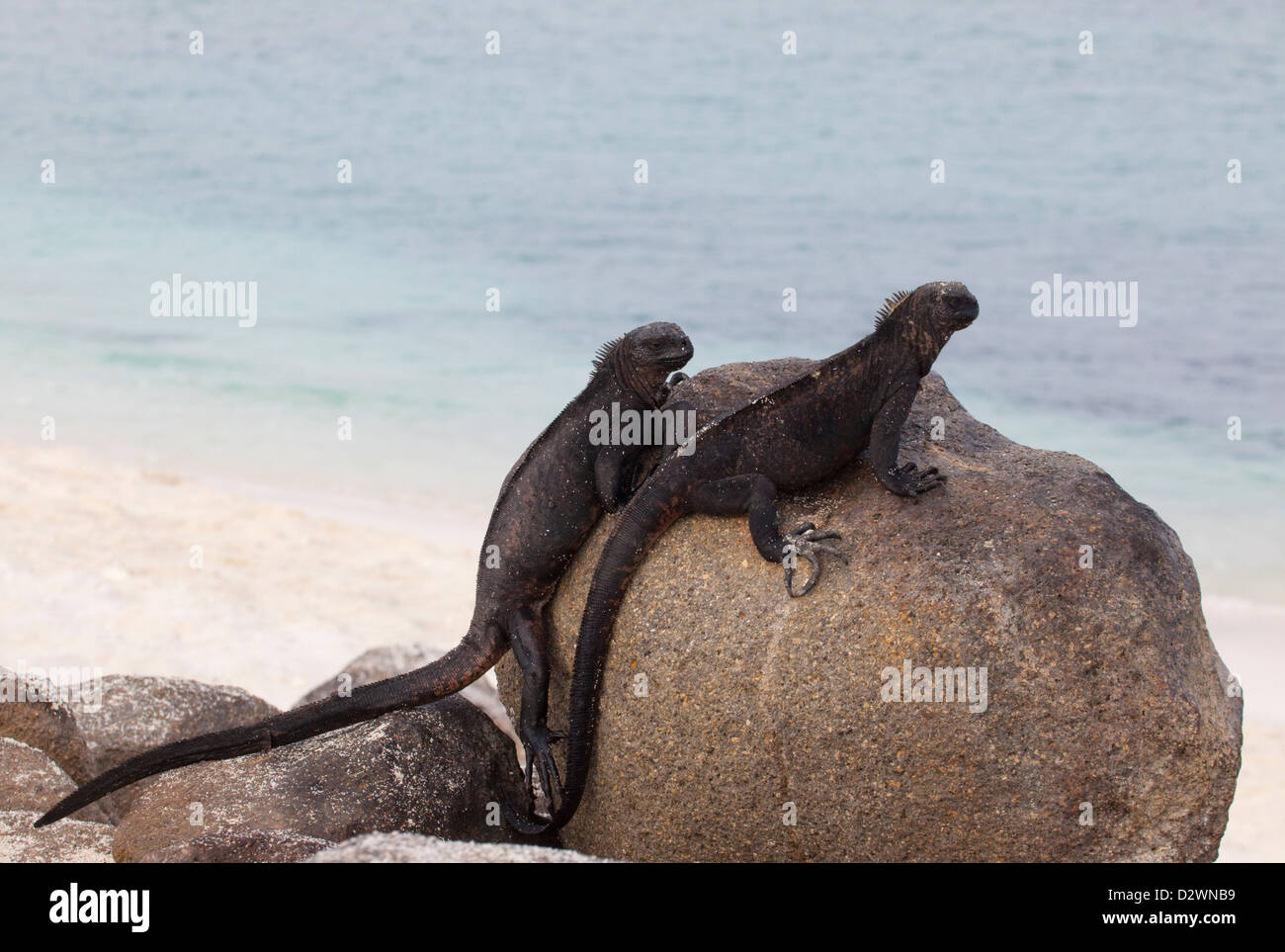 Iguanes marins (Amblyrhynchus cristatus) Banque D'Images