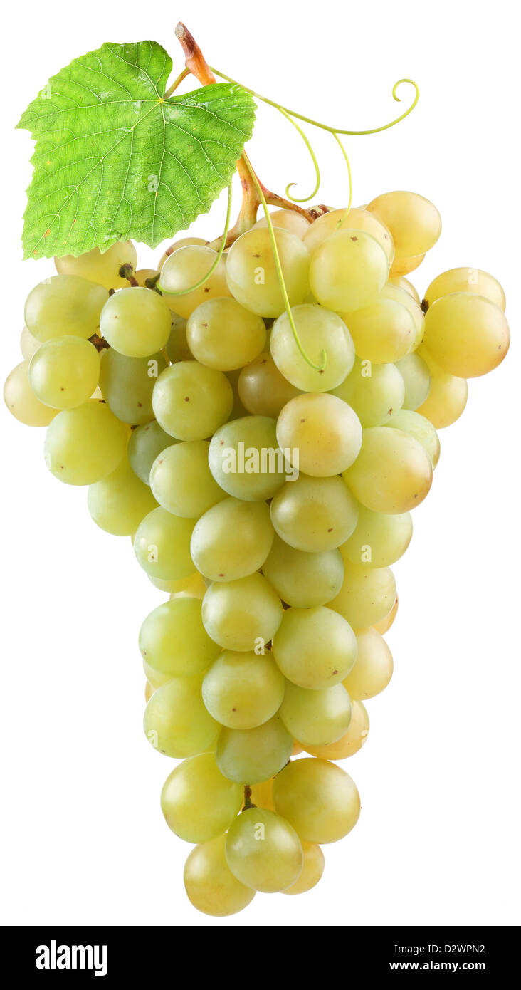 Grappe de raisin sur un fond blanc. Banque D'Images