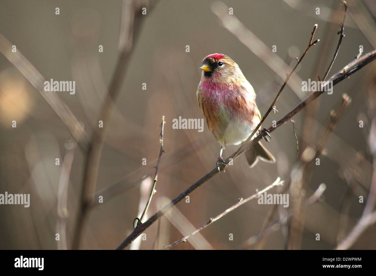 Un sizerin blanchâtre en hiver. Banque D'Images
