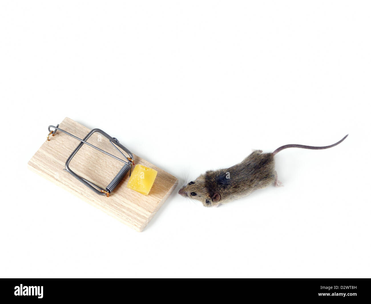 Souris de champ et mousetrap avec fromage tourné sur fond blanc Banque D'Images