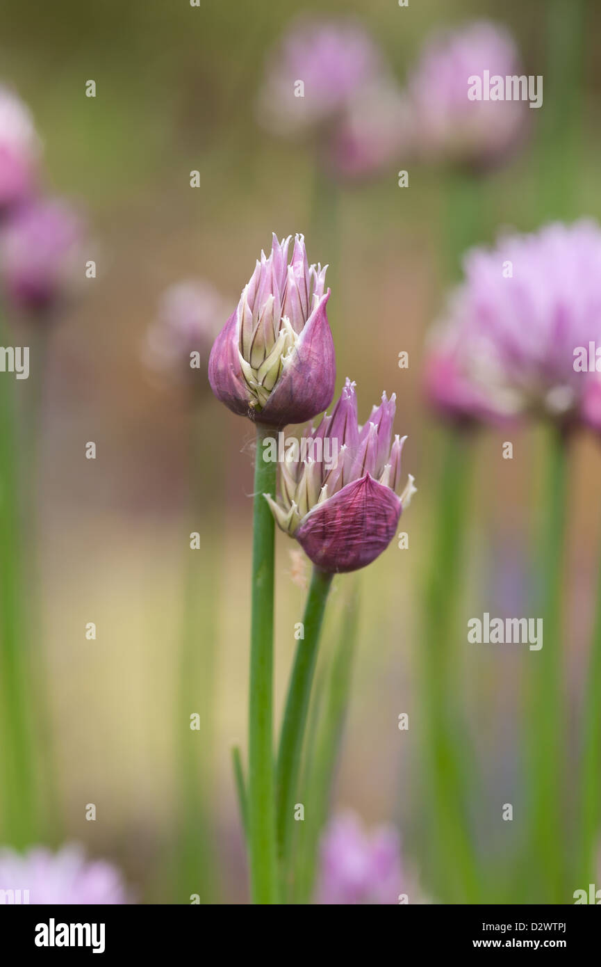 Allium schoenoprasum ciboulette fleurs ouverture seulement utilisé dans les recettes de cuisine Banque D'Images