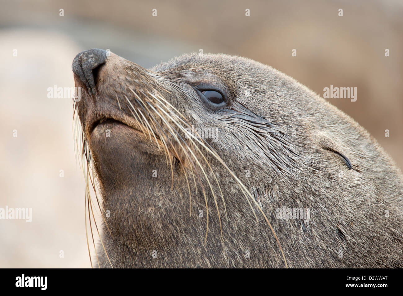 Portrait d'une Cape fur seal à Cape Cross en Namibie Banque D'Images