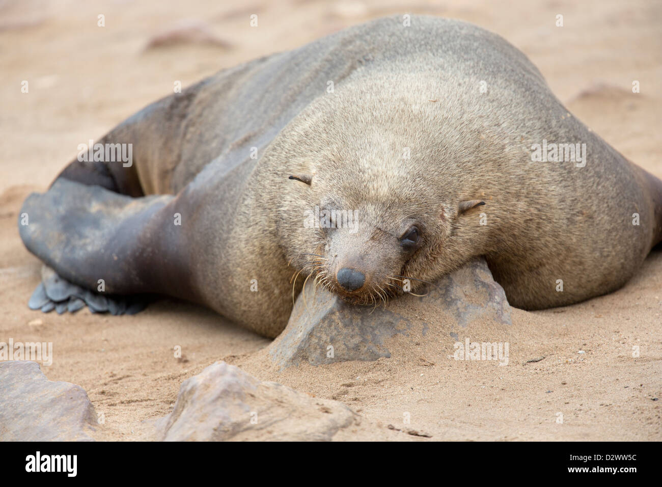 Cape fur seal sur beach à Cape Cross en Namibie Banque D'Images