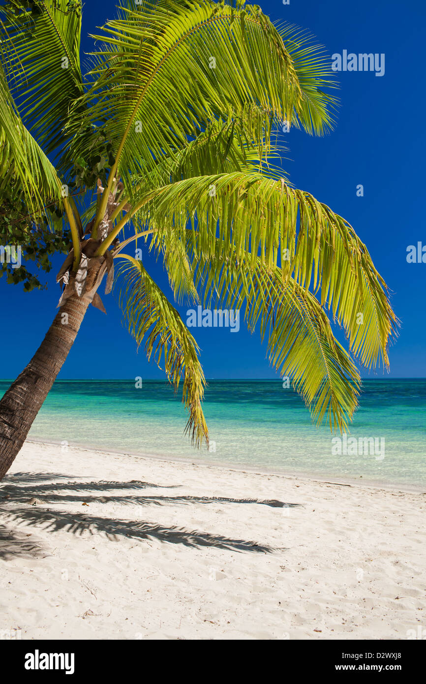 Seul palmier sur la plage avec vue sur lagon tropical Banque D'Images