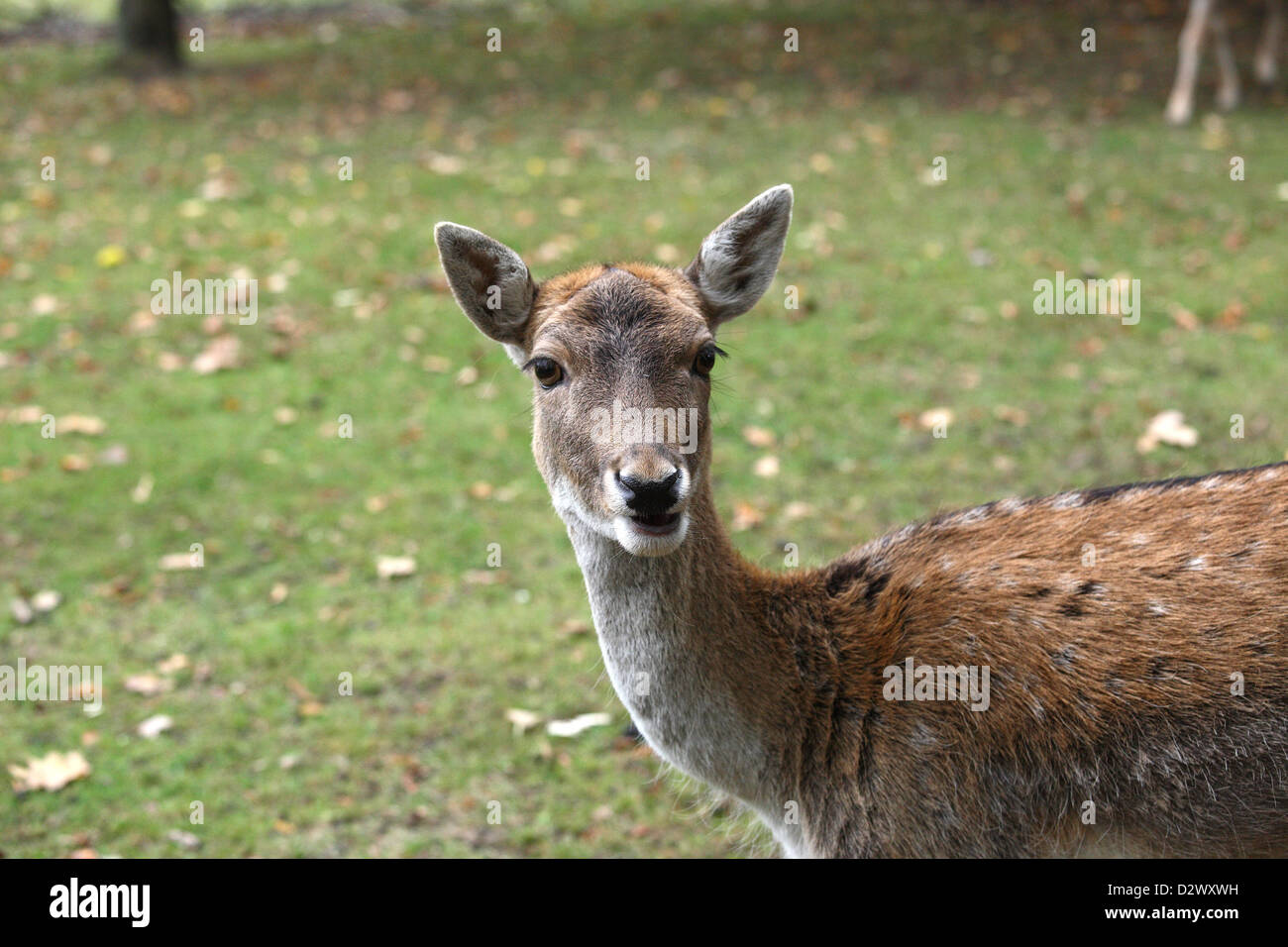 Muehl Rose, l'Allemagne, le cerf dans le barrage forestier-Nochten Vattenfall Banque D'Images