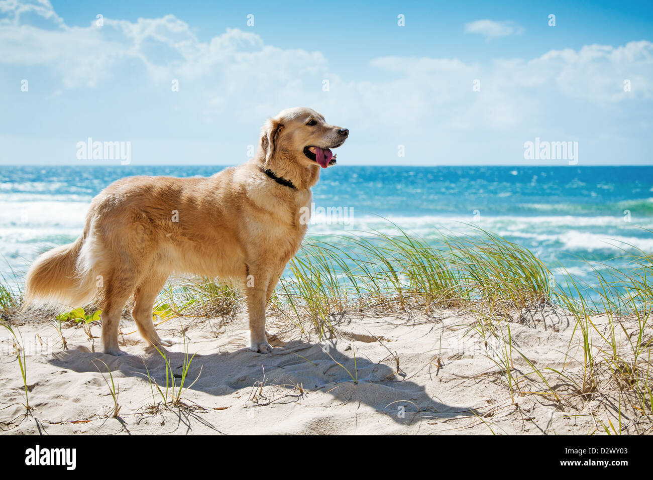 Golden retriever sur une plage tropicale de sable donnant sur la dune Banque D'Images