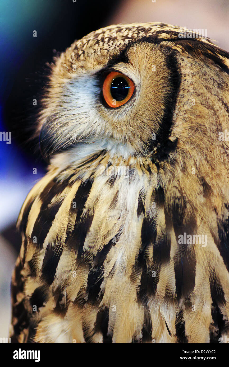 Portrait d'un Indien (Bubo lacteus bengalensis) Banque D'Images