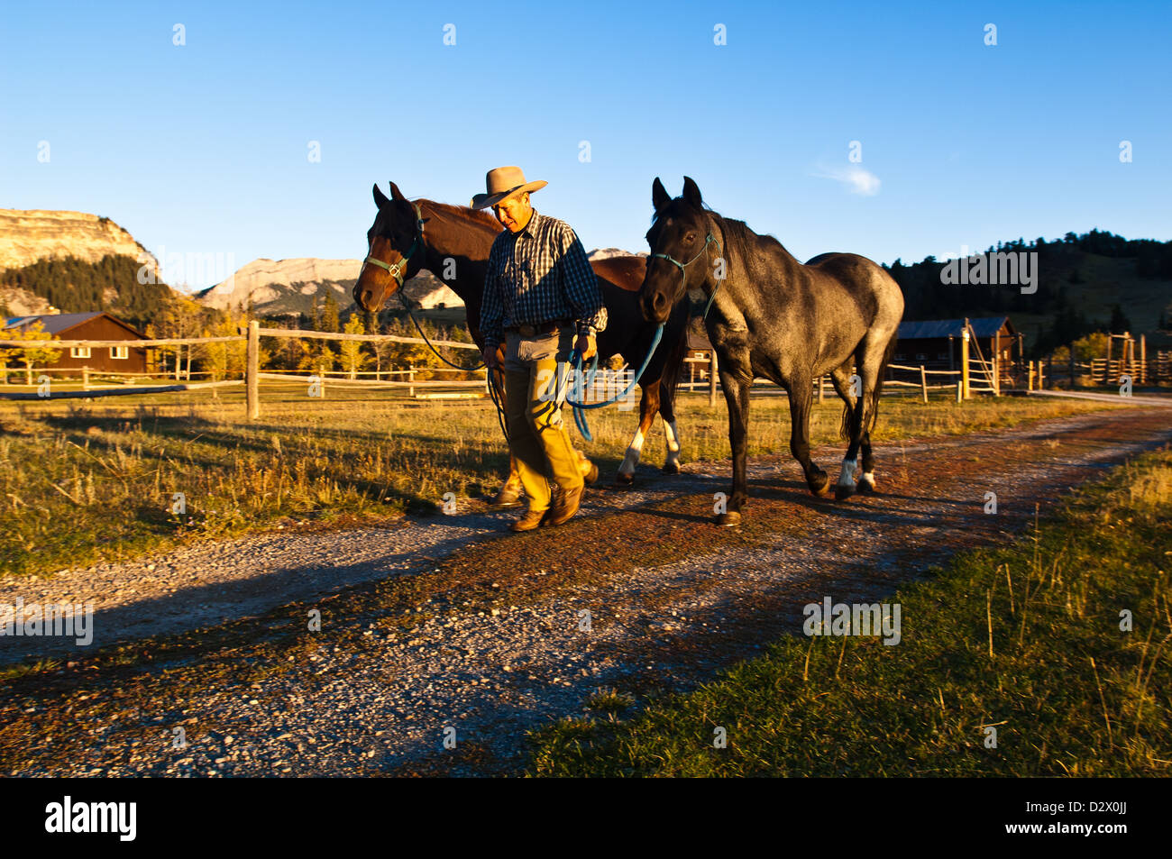 Man Walking horses at daybreak près de Montana Choteau Banque D'Images
