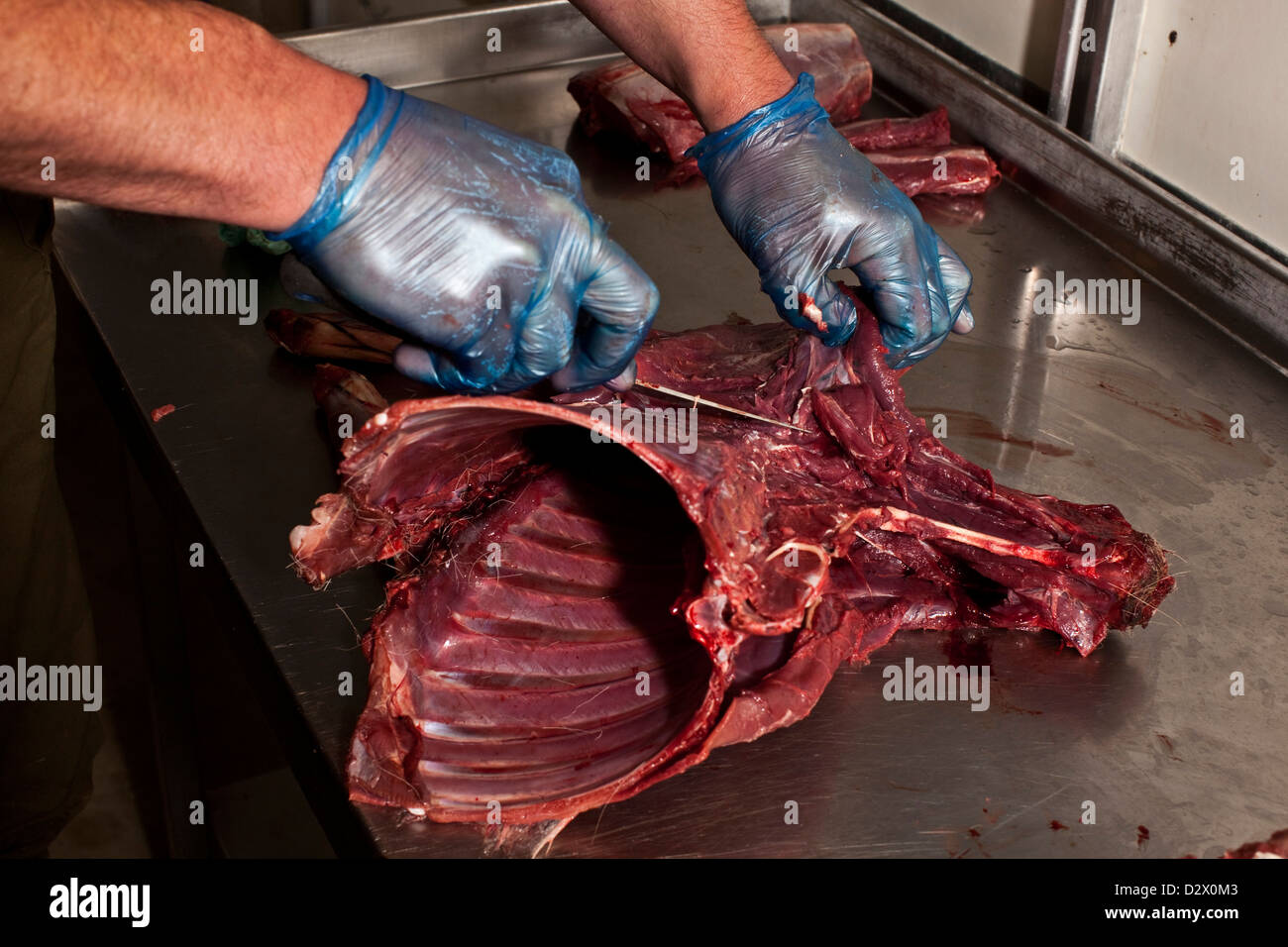 La viande de gibier coupe homme sur table en abattoir, la forêt de Thetford, UK Banque D'Images