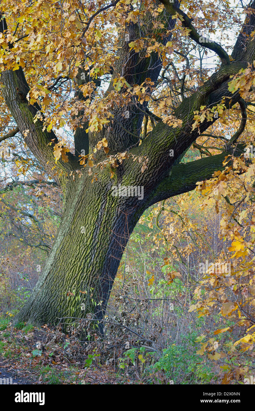 Vieux chêne commun en automne Quercus robur Banque D'Images