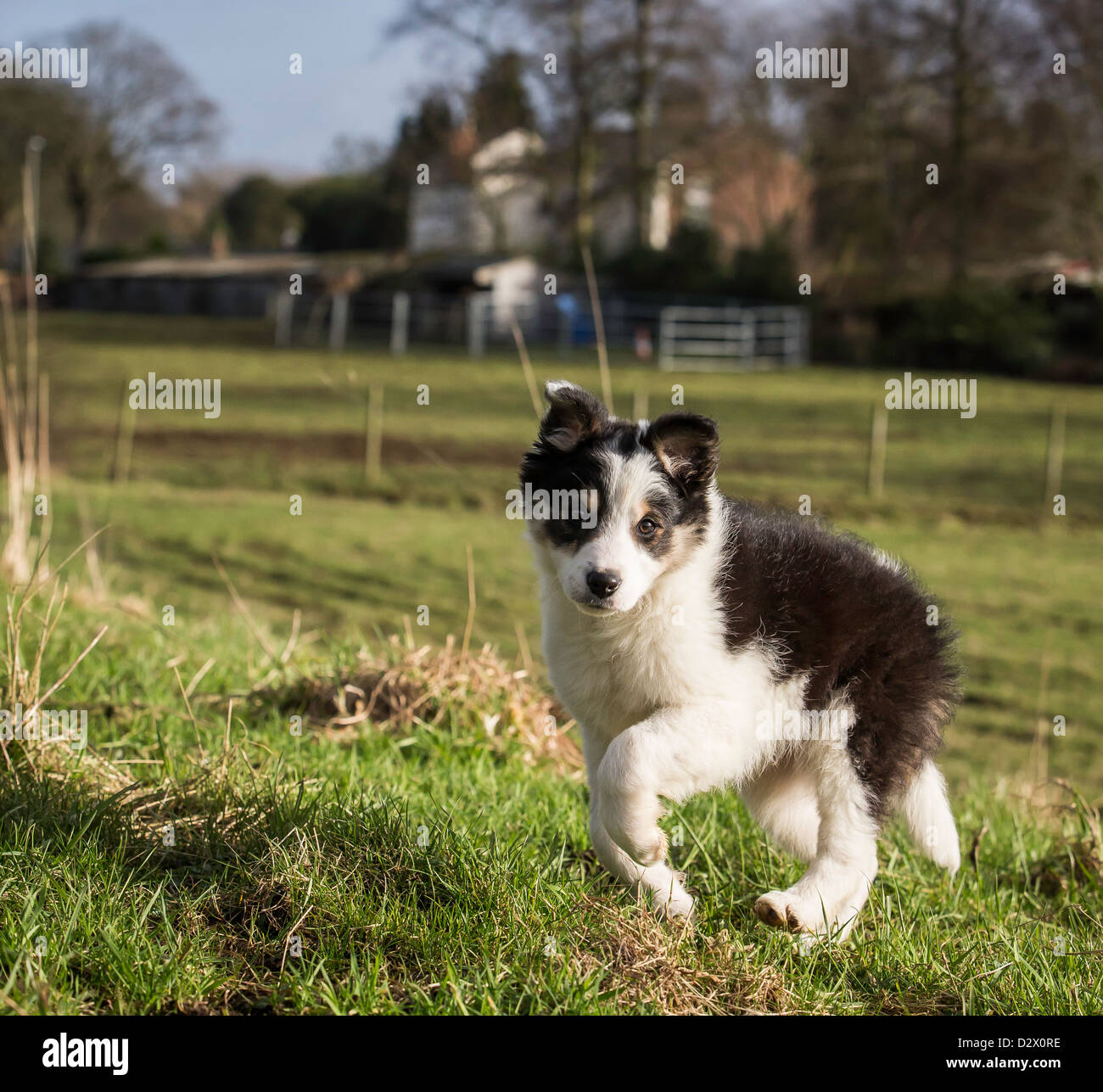 Chiot Border Collie dans un champ, à la jolie dans un champ,agriculteurs gazonnée verte avec une jambe dans l'air et ferme en arrière-plan Banque D'Images