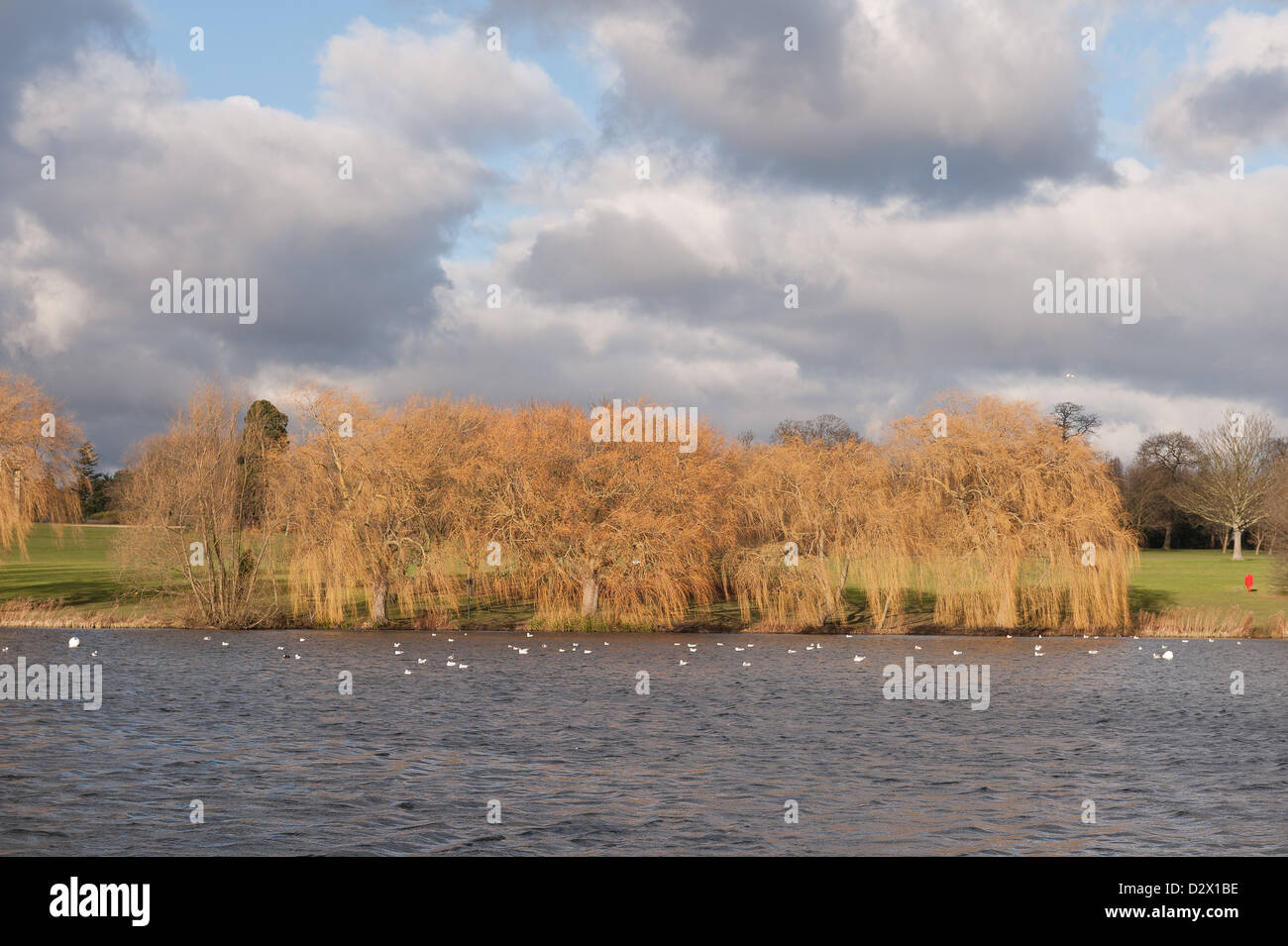 Groupe d'arbres en hiver contraste de couleur orange pour les nuages de tempête intermittente avec les rayons du soleil et la surface des lacs Banque D'Images