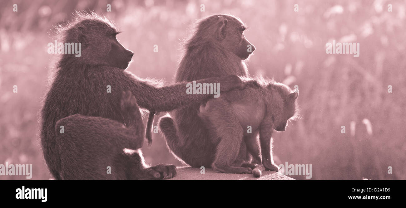 Un babouin adultes semble être le bébé donner des coups de pied dans le cul.  Parc national de Serengeti, Tanzanie Photo Stock - Alamy