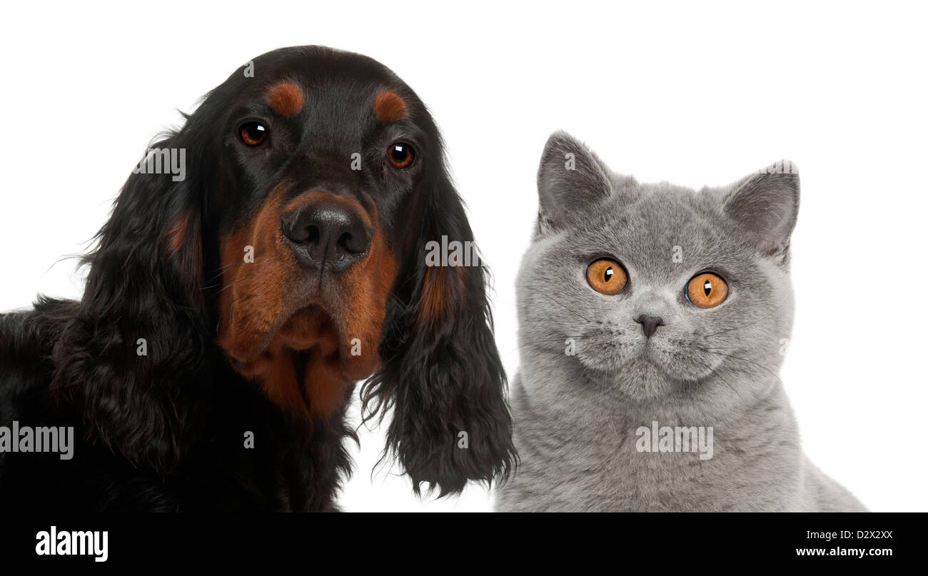 Close-up de Setter Gordon, chiot de 6 mois, et British Shorthair against white background Banque D'Images