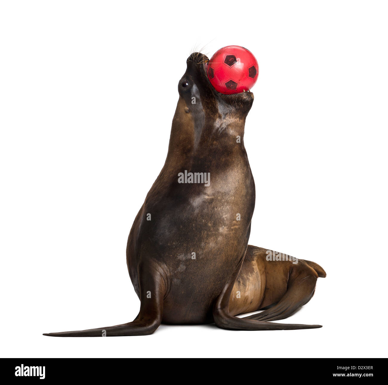 Otarie Banque D Images Detourees Alamy