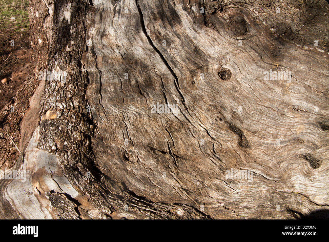 Arbre généalogique Olive Méditerranée Espagne Baléares Majorque vieux Banque D'Images