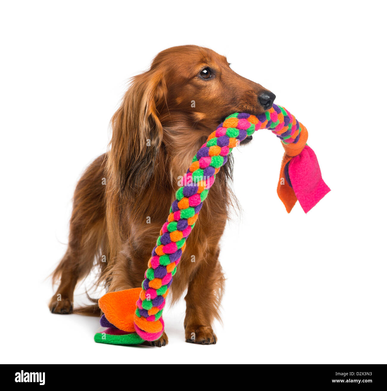 Teckel, 4 ans, tenant un chien jouet dans la bouche contre fond blanc Banque D'Images