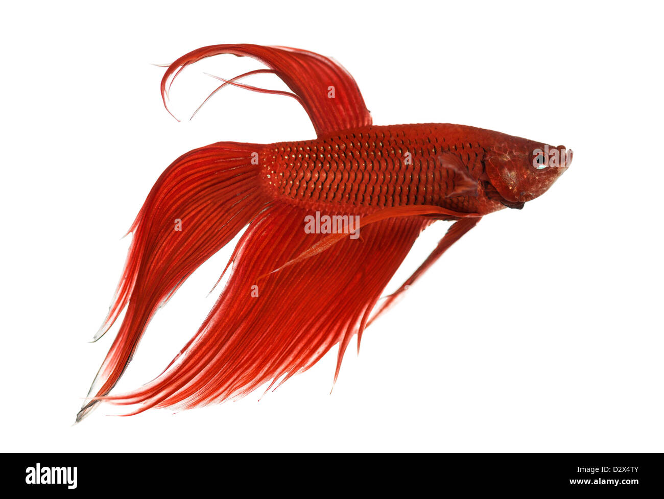Vue latérale d'un poisson de combat siamois, Betta Splendens, against white background Banque D'Images