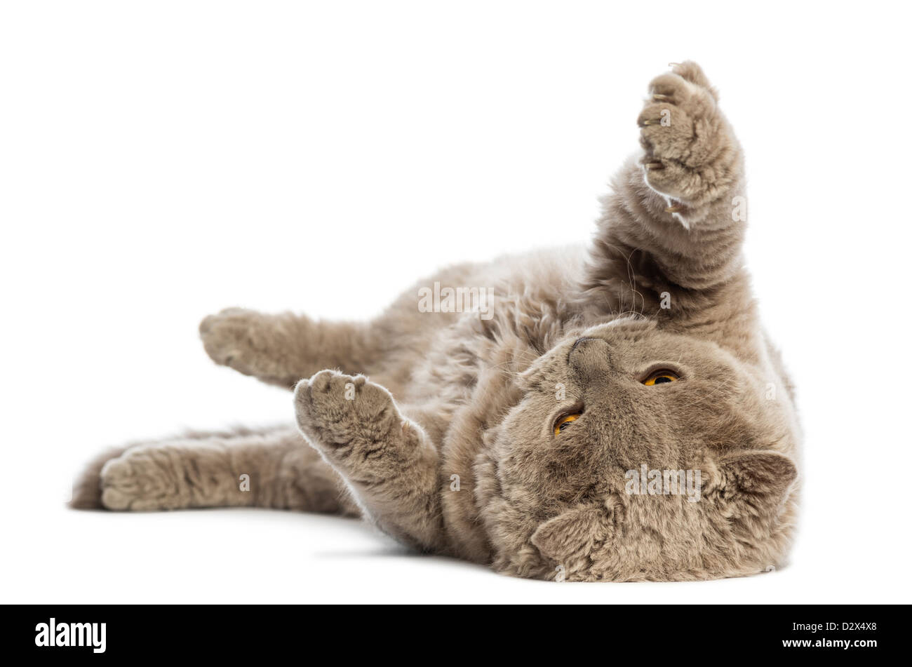 Selkirk Rex allongé sur le dos contre le fond blanc Banque D'Images