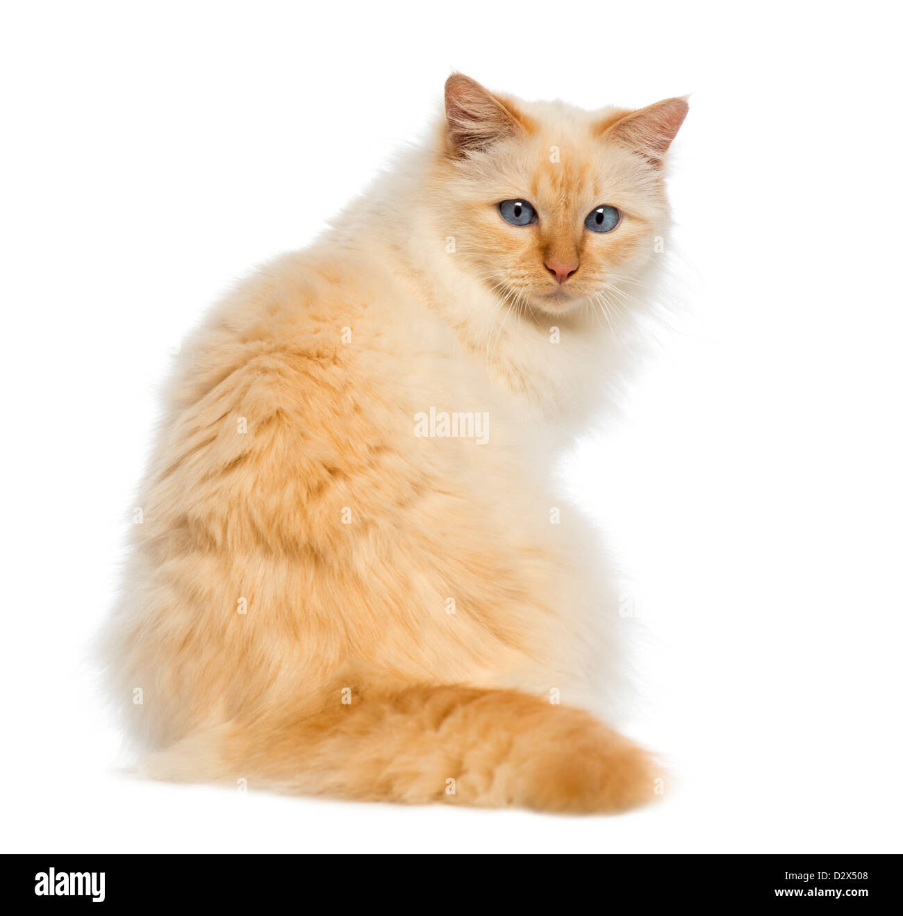 Vue arrière d'une séance de birman et à l'arrière contre fond blanc Banque D'Images