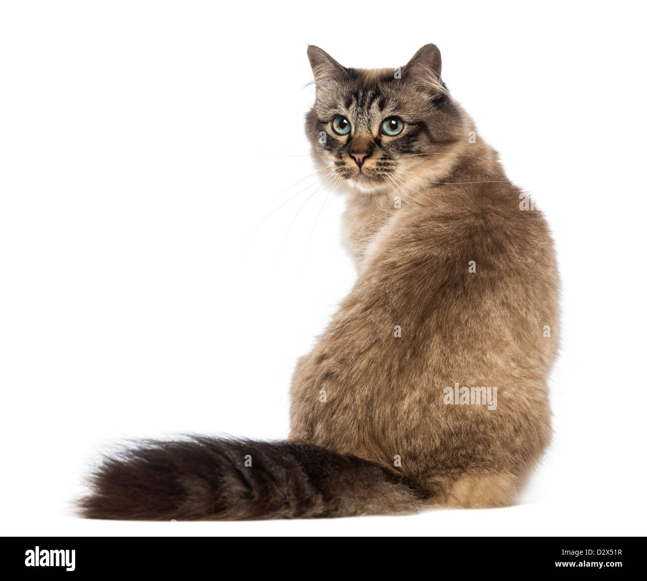 Vue arrière d'une séance de birman et à l'arrière contre fond blanc Banque D'Images