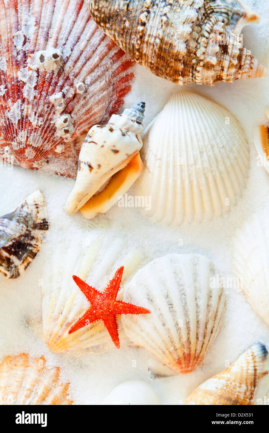 Les coquillages et étoiles de mer Banque D'Images