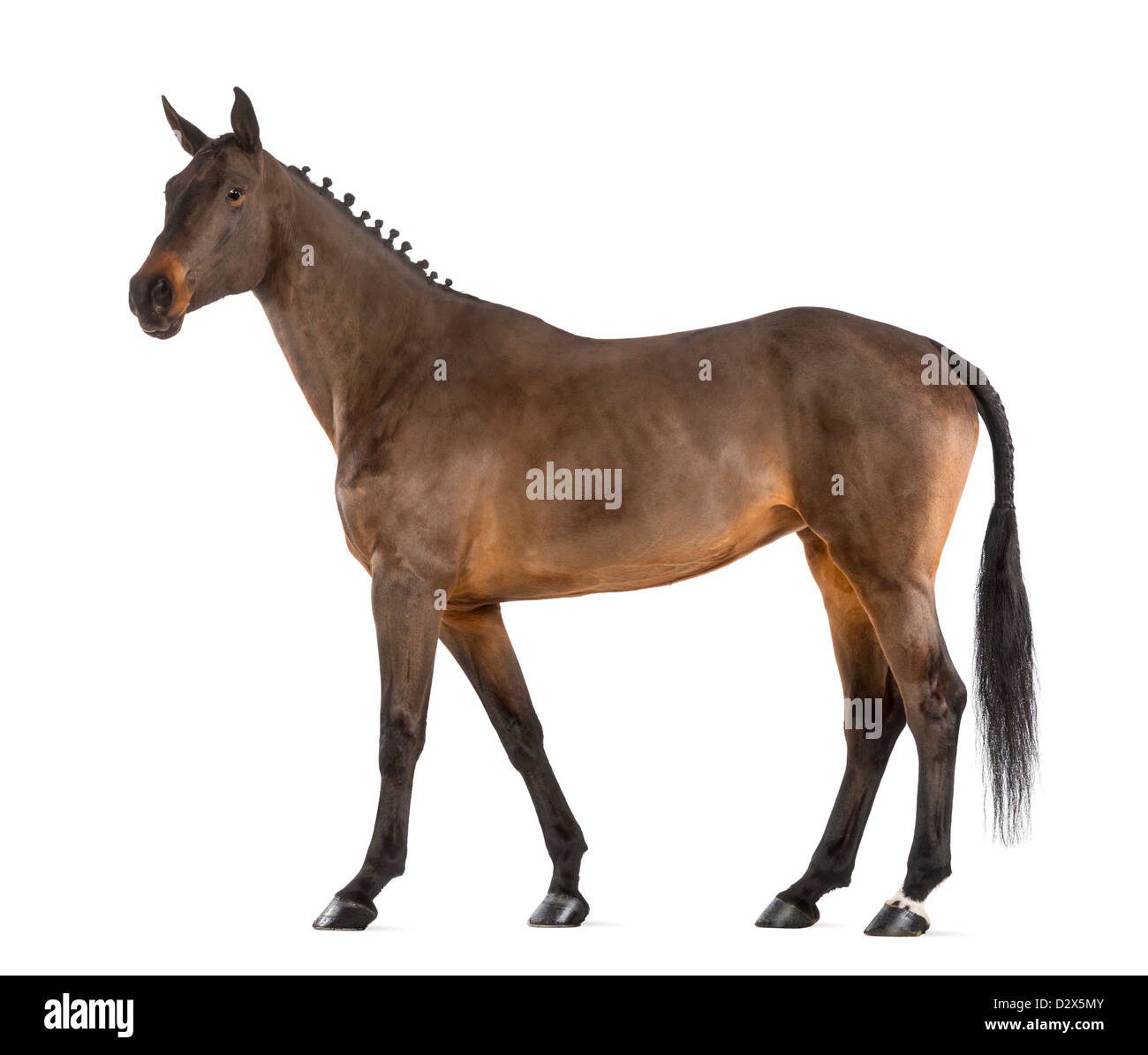 Femme , Warmblood belge de 4 ans, avec mane braided avec boutons, marcher contre fond blanc Banque D'Images