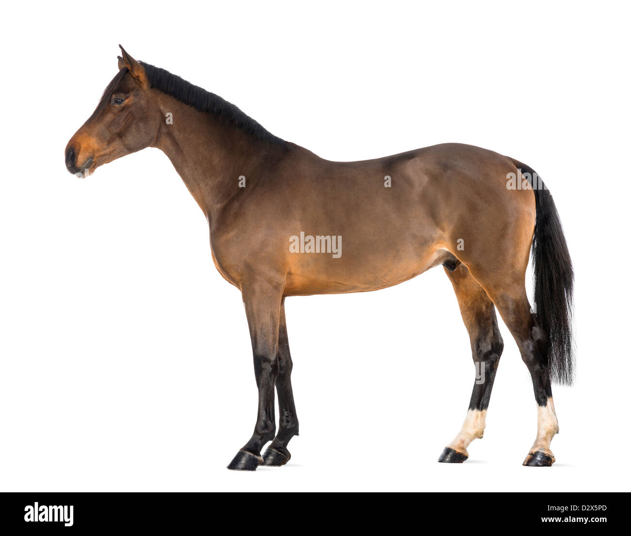 Vue latérale d'un mâle, Warmblood belge de 3 ans, contre fond blanc Banque D'Images