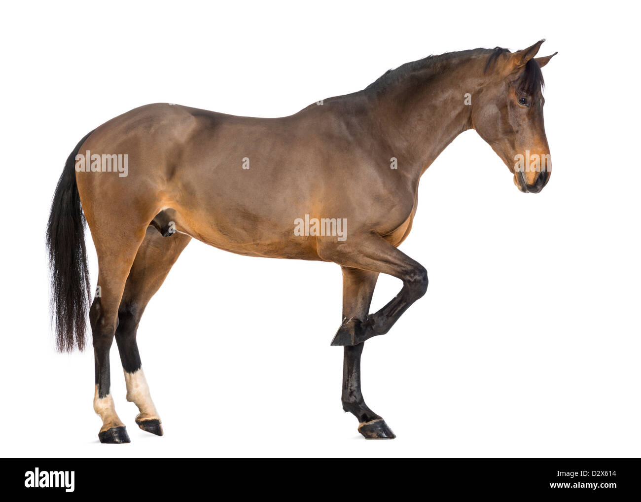 Vue latérale d'un mâle, Warmblood belge de 3 ans, contre fond blanc Banque D'Images