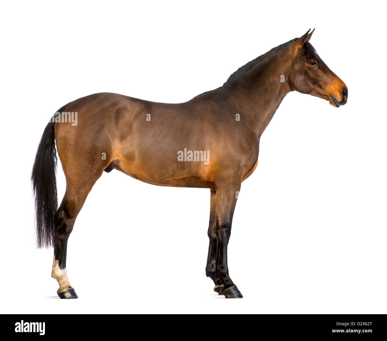 Vue latérale d'un mâle, Warmblood belge de 3 ans, contre fond blanc Banque D'Images