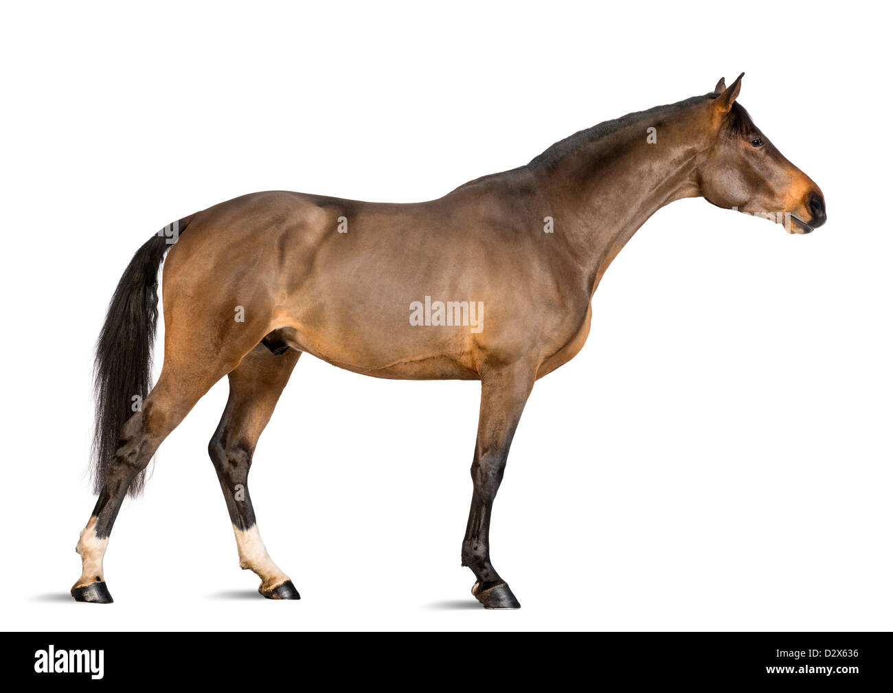 Vue latérale d'un mâle, Warmblood belge de 3 ans, s'étirant le cou contre fond blanc Banque D'Images