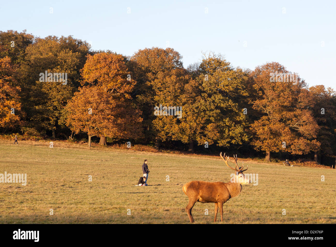 Un couple, dans l'arrière-plan, bénéficie d''un après-midi de soleil Richmond Park à Londres, tandis qu'un cerf rouge se démarque dans l'avant-plan. Banque D'Images