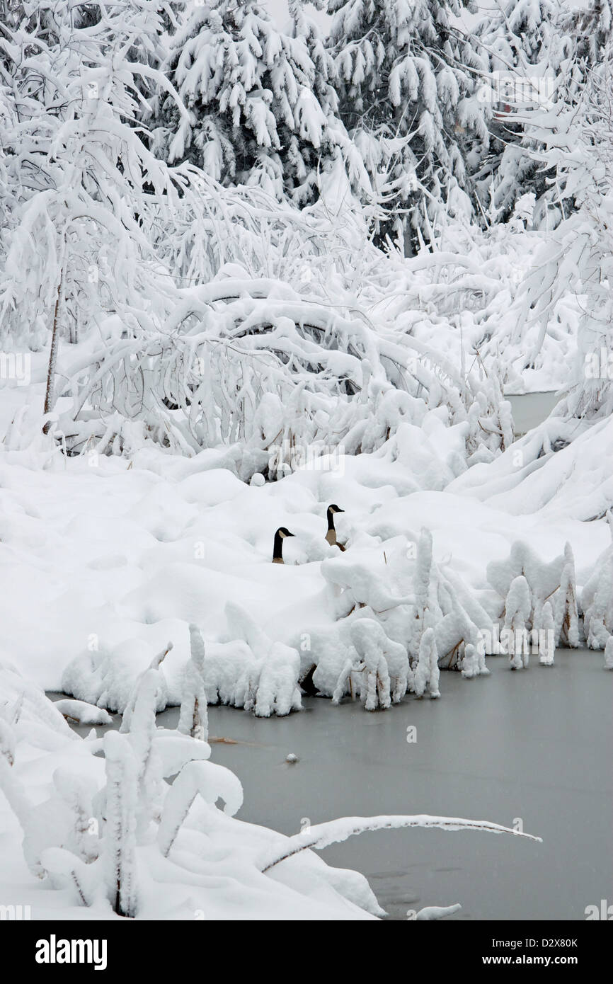 Des Oies entouré par la neige fraîche Banque D'Images