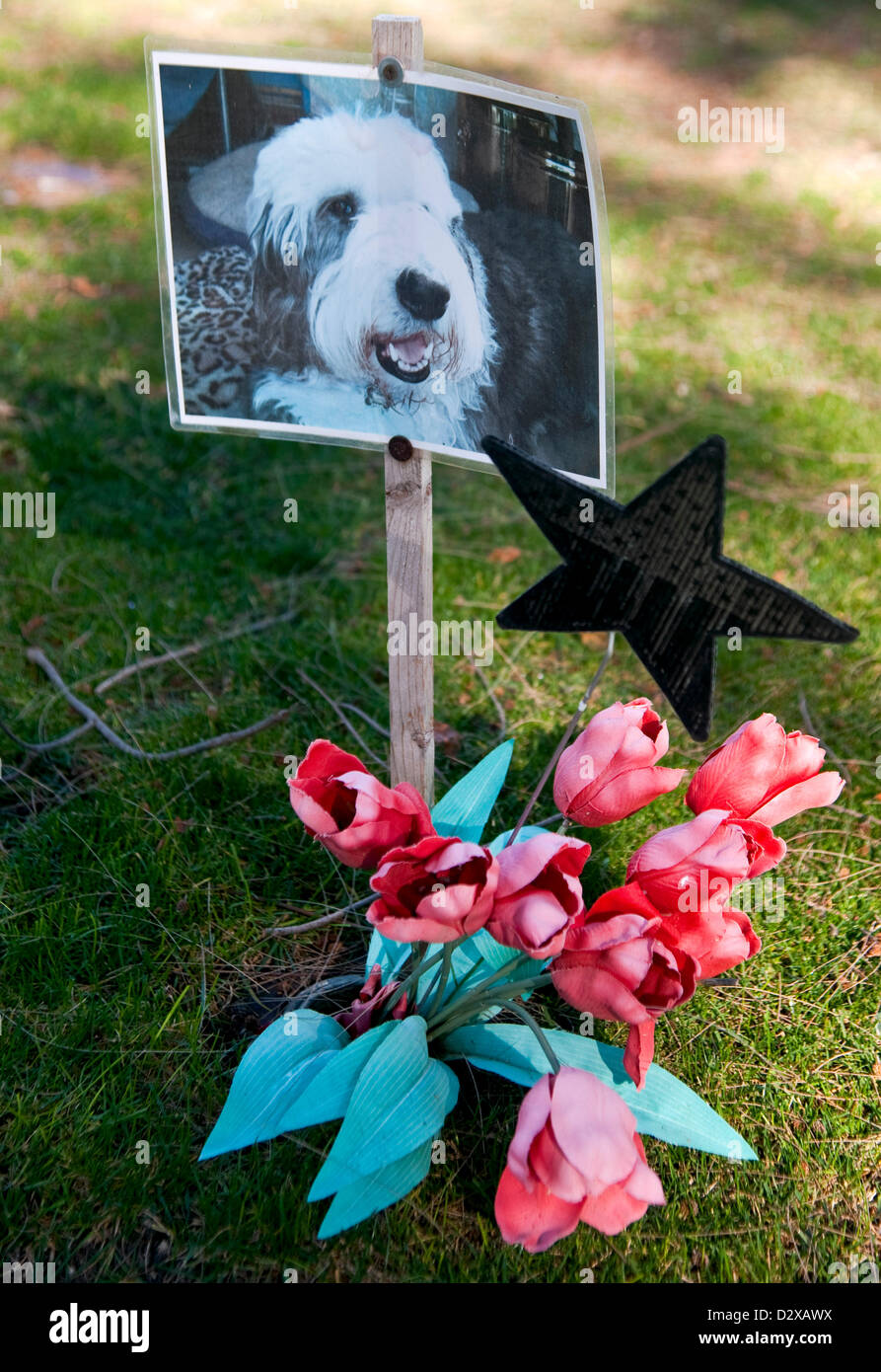 03 février 2013 - Calabasas, CA, US - Des milliers d'animaux sont enterrés à l'animal de Los Angeles Memorial Park. Quelque 80  % d'entre eux sont soit des chiens ou chats, mais le cimetière détient également le reste des chevaux, des lamas, des oiseaux, pot bellied porcs et singes araignées. Parmi les plus célèbres sont enterrés les animaux le Lone Ranger's horse 'Silver', le petit chien des gredins 'Petey,' et 'Tawny,' MGM's célèbre lion.(Image Crédit : © Brian Cahn/ZUMAPRESS.com) Banque D'Images