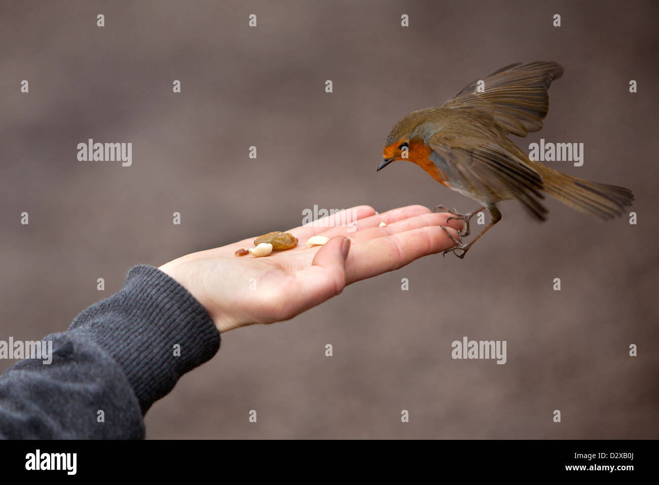 Un Robin tombe sur une main de femme pour se nourrir de l'écrous offerts Banque D'Images