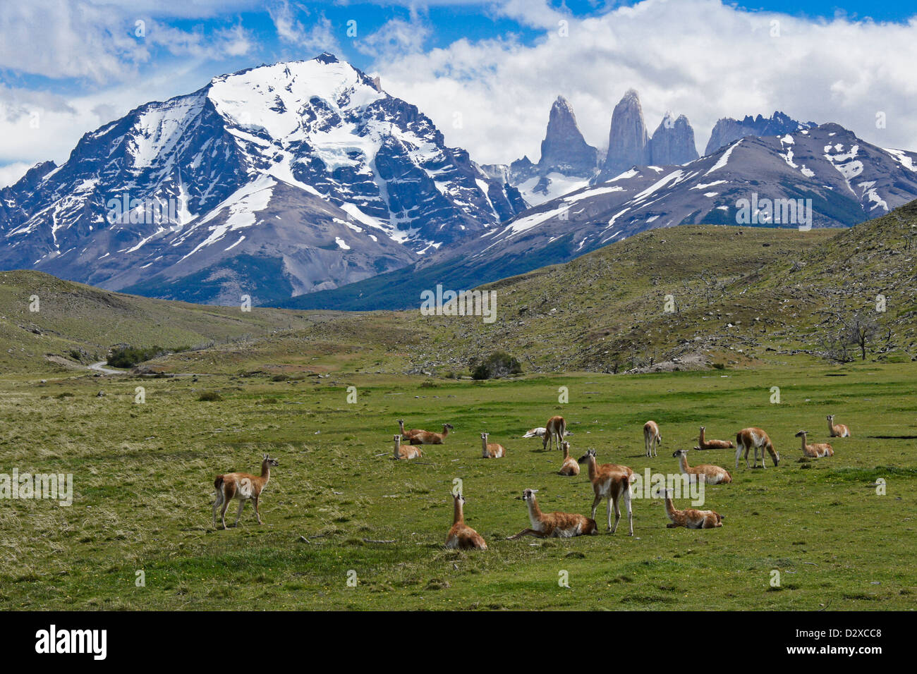 Guanacos dans le Parc National Torres del Paine, Patagonie, Chili Banque D'Images