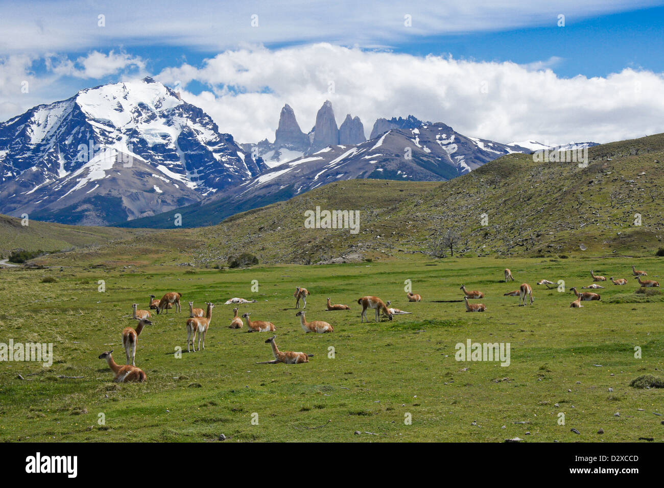 Guanacos dans le Parc National Torres del Paine, Patagonie, Chili Banque D'Images