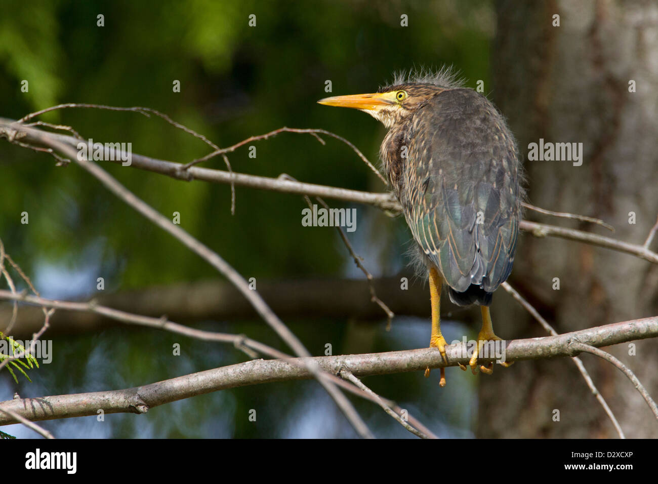 Le héron vert (Butorides virescens) juvenile perché dans un arbre à Nanaimo, île de Vancouver, BC, Canada en Juin Banque D'Images