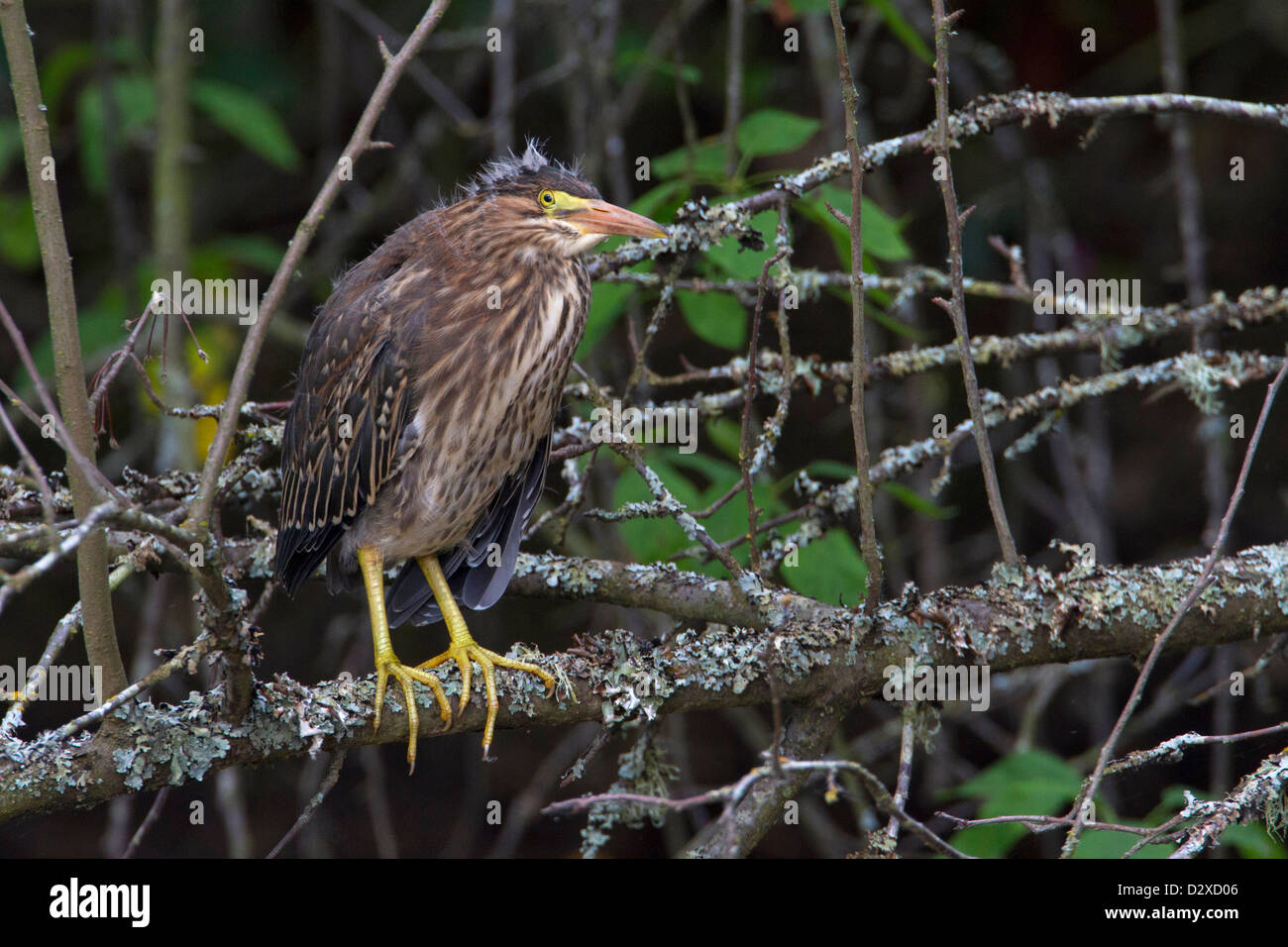 Le héron vert (Butorides virescens) juvenile perché dans un arbre à Nanaimo, île de Vancouver, BC, Canada en Juin Banque D'Images