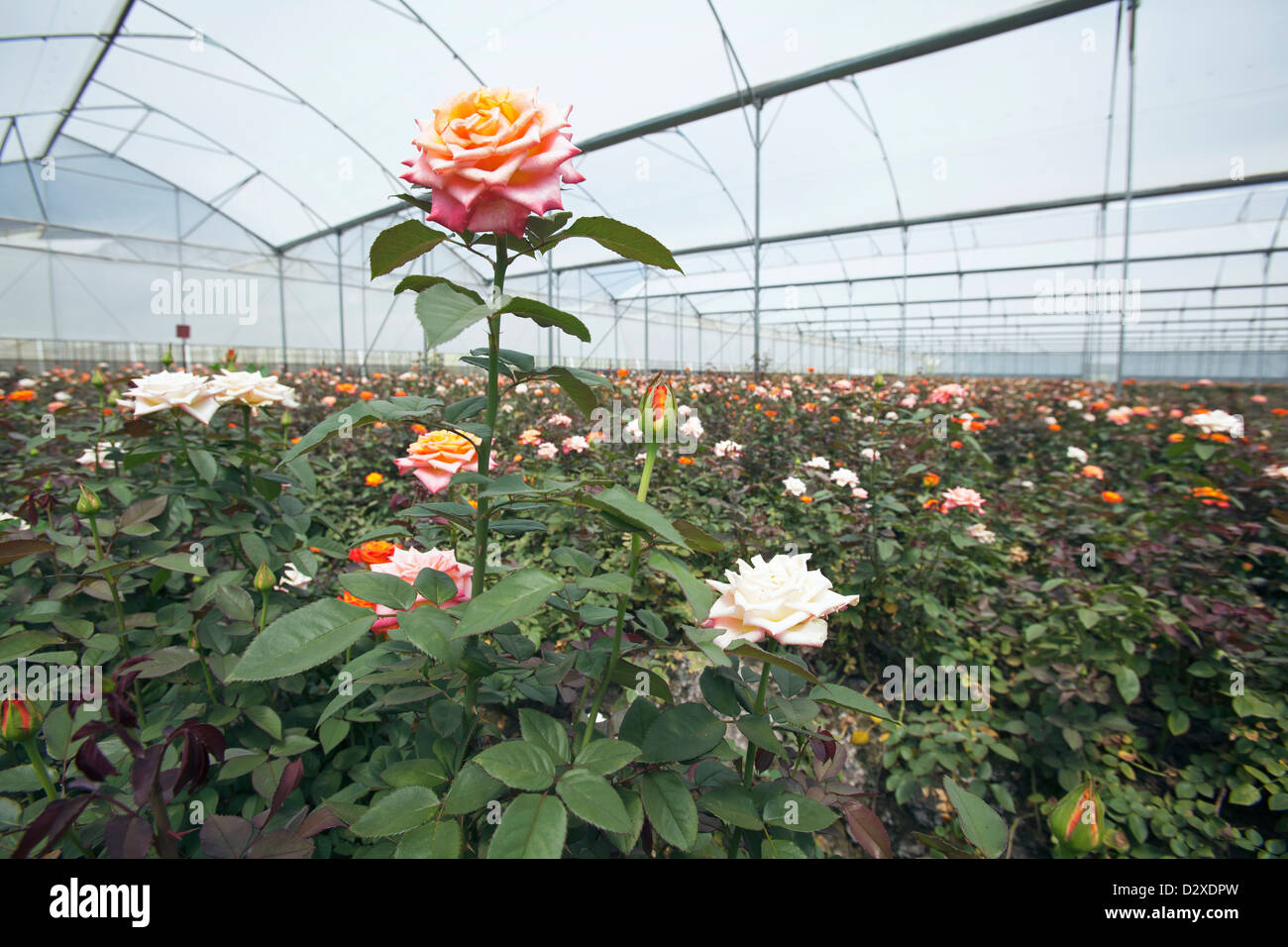 De plus en plus roses polytunnel on commercial flower farm, Arusha, Tanzanie. Banque D'Images