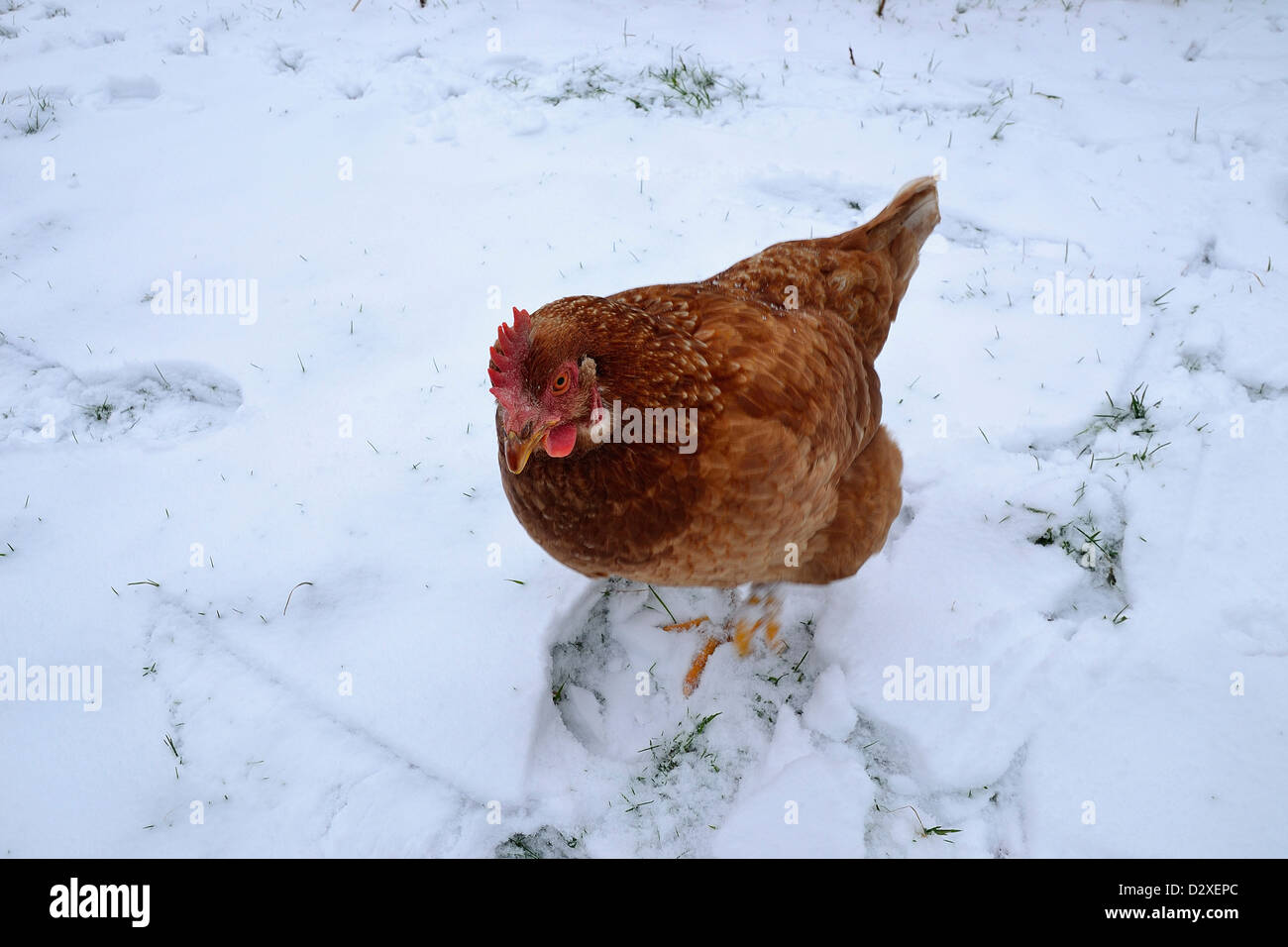 La poule domestique (Gallus gallus), Russet hen hen, ferme, marcher dans la neige du jardin, en janvier. Banque D'Images
