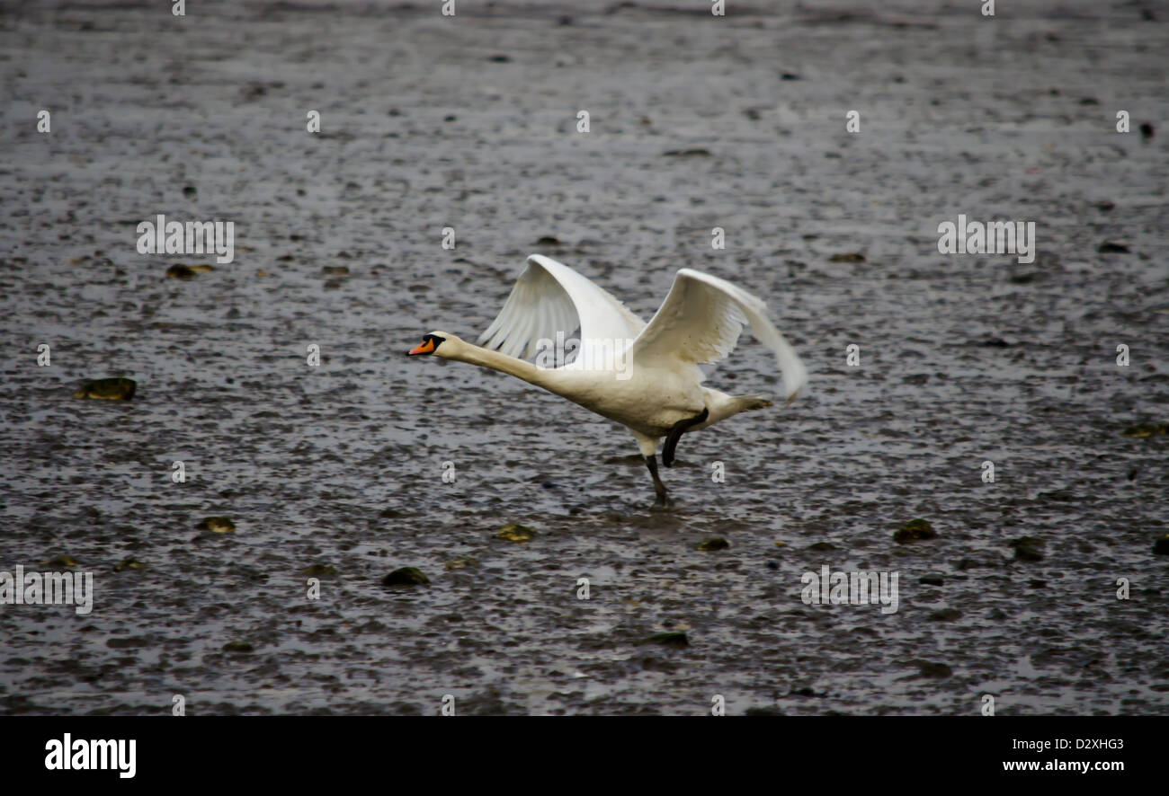 Swan s'Airborne Banque D'Images