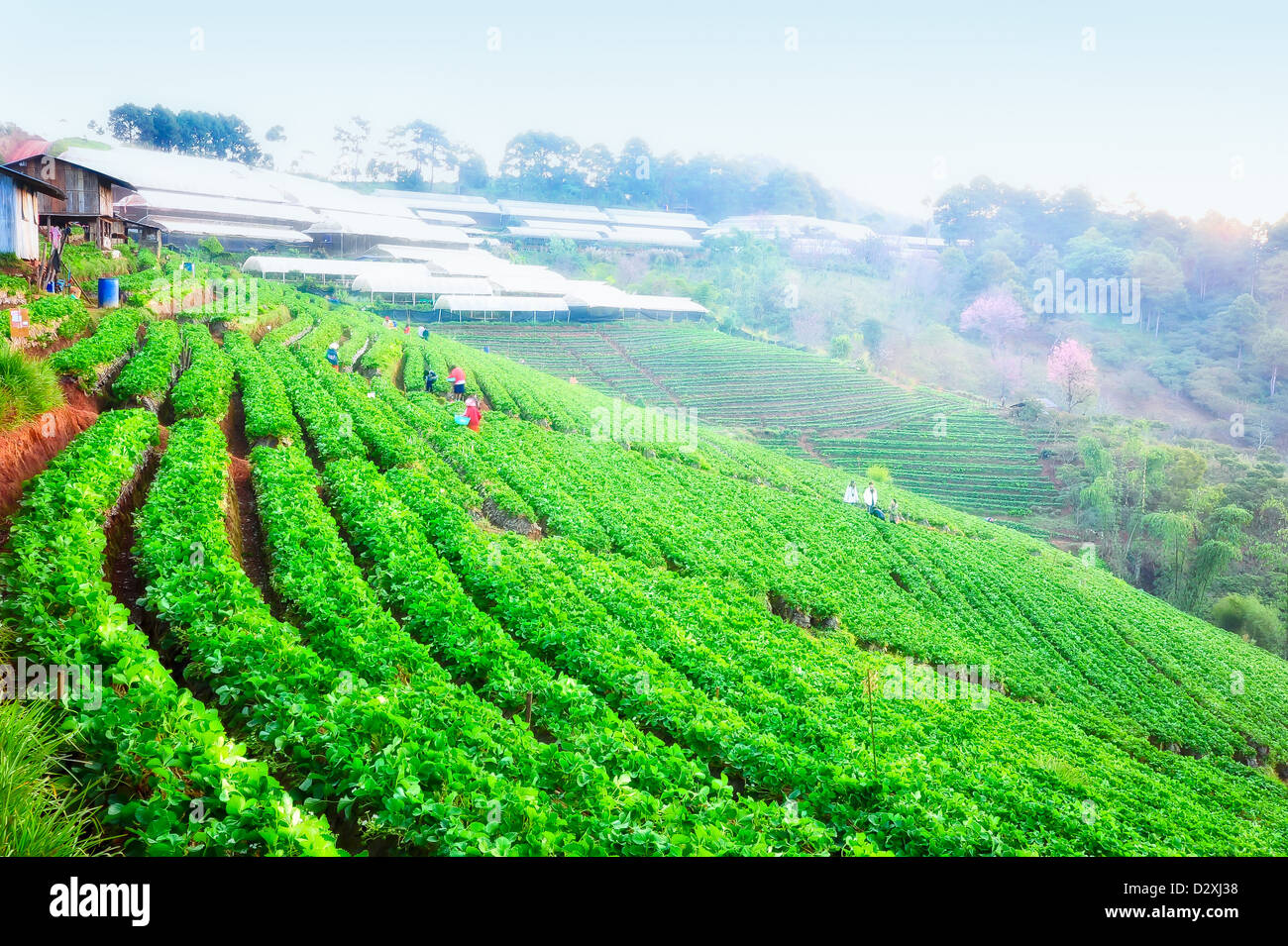 Beau paysage et de fraises fraîches à la ferme de montagne doi angkhang, Chiangmai : Thaïlande Banque D'Images