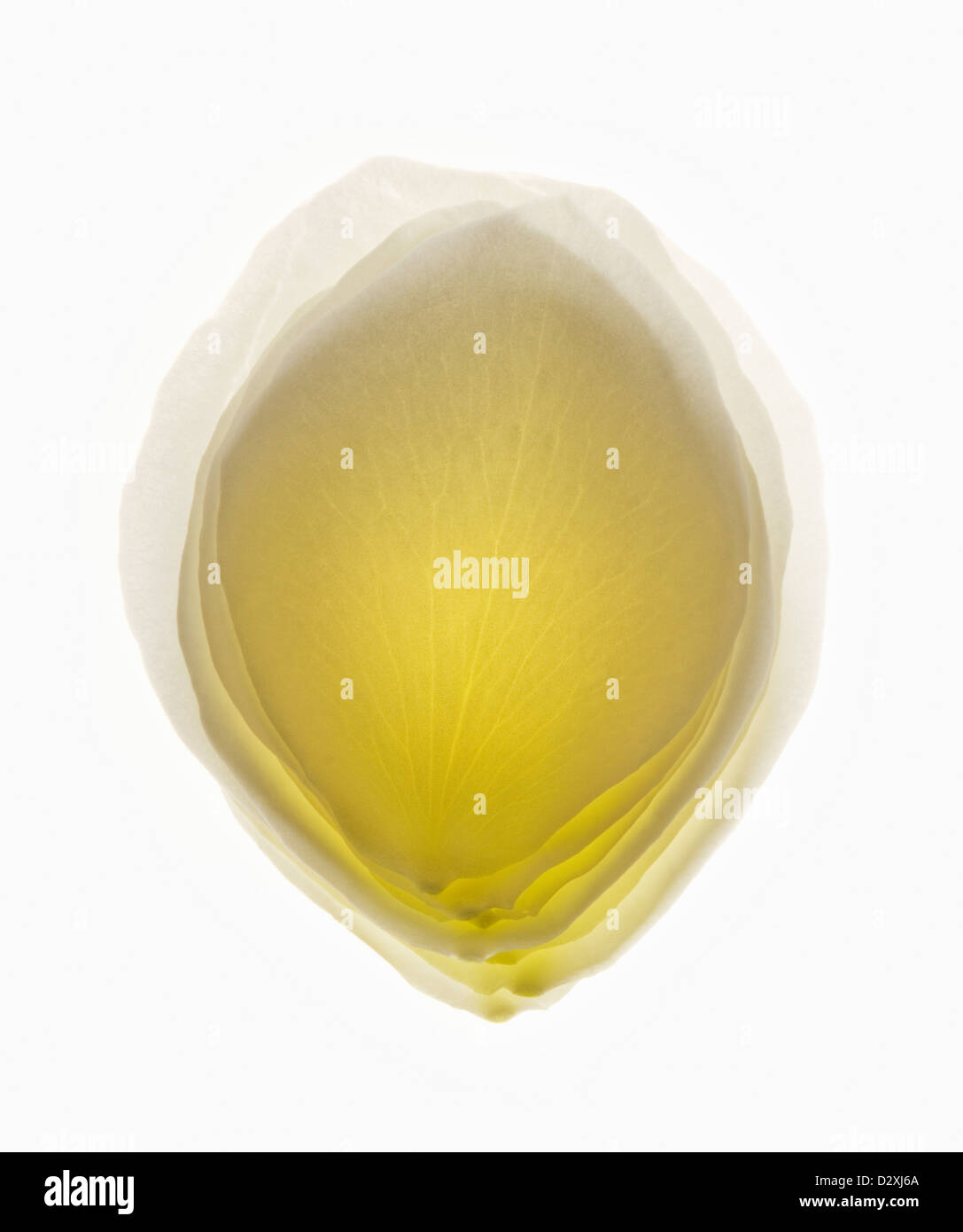Close up of blurred, pétale de fleur jaune Banque D'Images