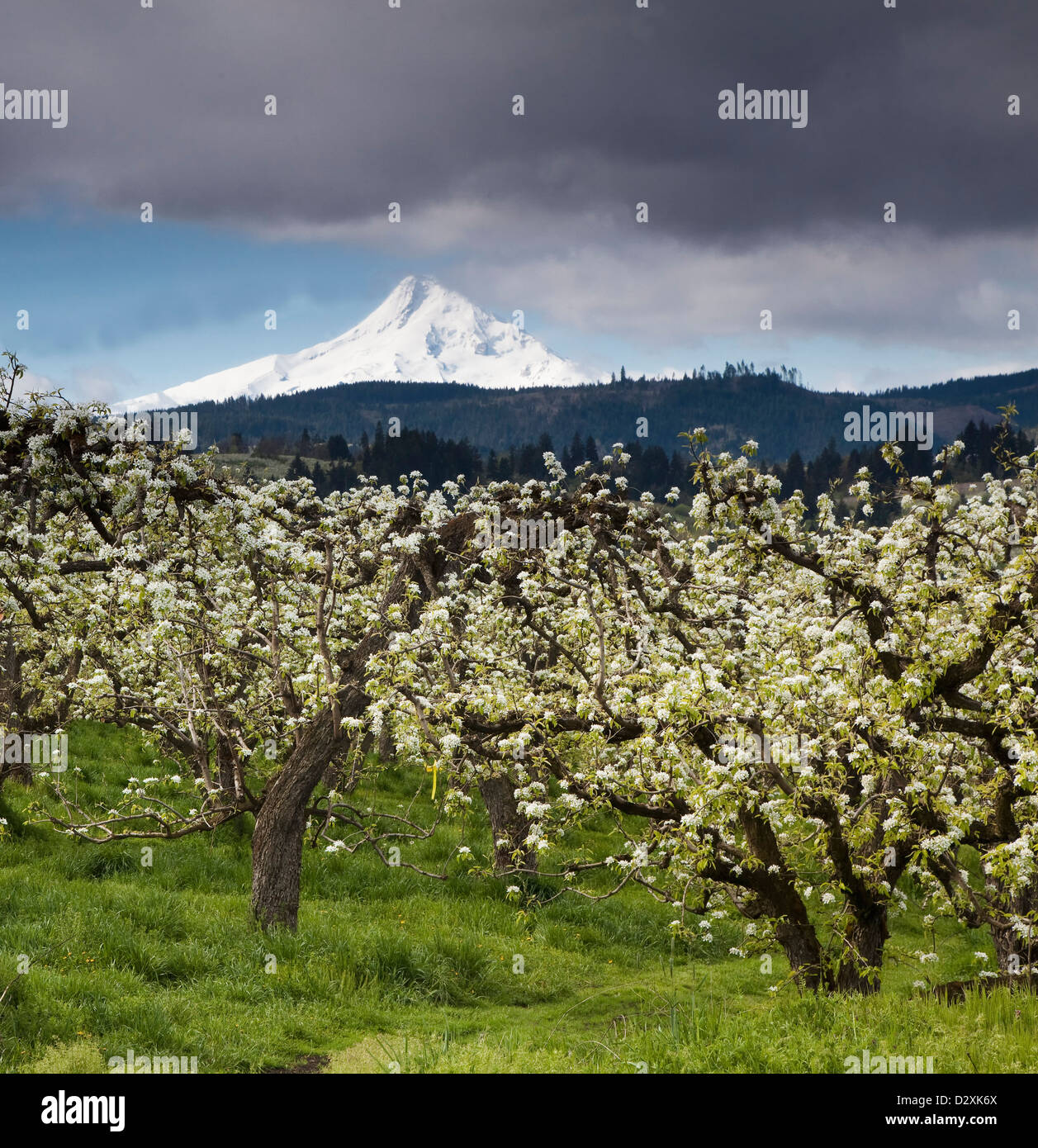 Vue sur la montagne couverte de neige derrière les arbres du verger en fleurs Banque D'Images