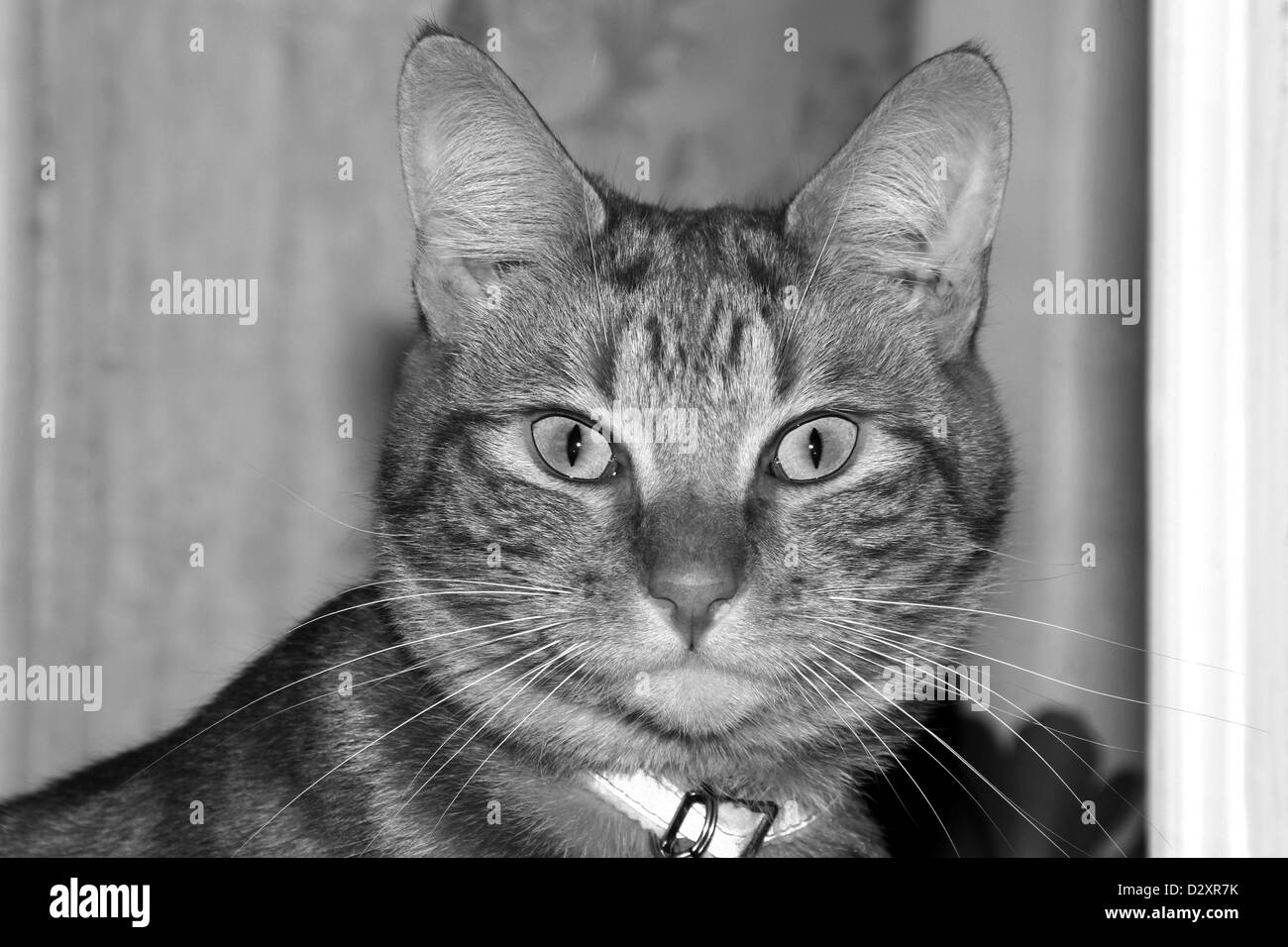 Photo en noir et blanc d'une tête de chat de gingembre et le visage Banque D'Images