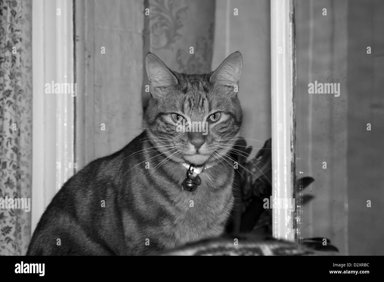Photo en noir et blanc d'un chat de gingembre Banque D'Images