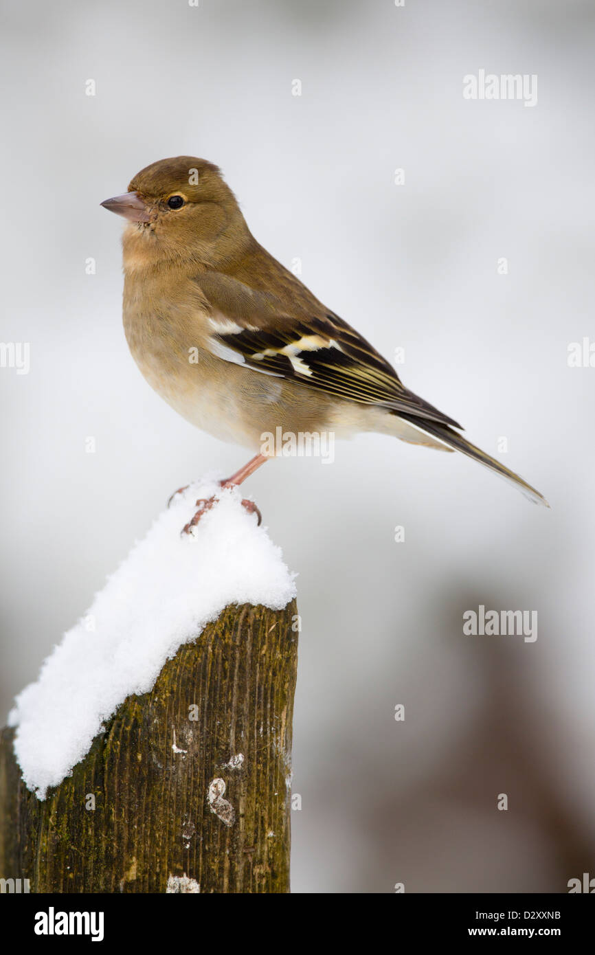 Fringilla coelebs Chaffinch ; ; Femmes ; hiver ; UK Banque D'Images