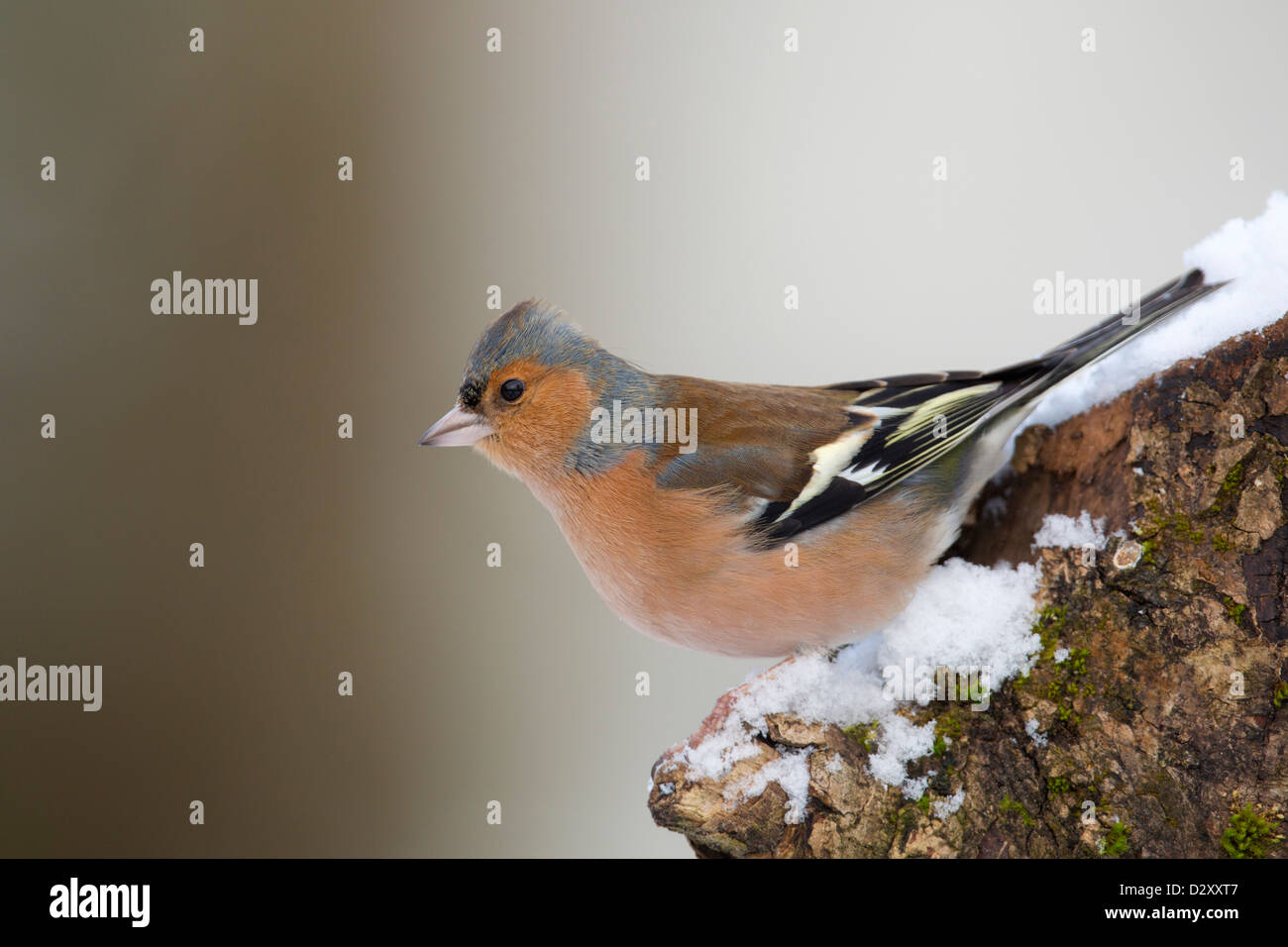 Chaffinch Fringilla coelebs mâle ; ; ; hiver ; UK Banque D'Images
